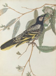 Wrattengezichtshoningzuiger. Lewin, John. Vogels van New South Wales met hun natuurlijke geschiedenis. Sydney- G. door John William Lewin
